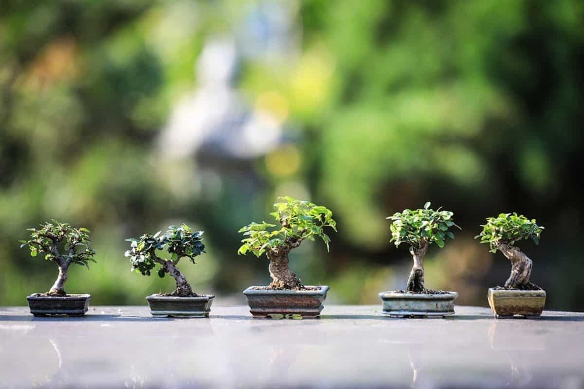 Plantar Árvores De Maneira Inteligente: Aprenda Como!